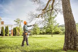 Best Tree Disease Treatment  in Cresskill, NJ