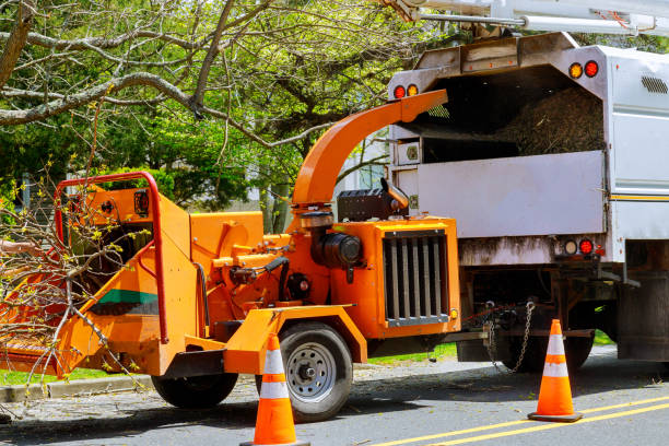 How Our Tree Care Process Works  in Cresskill, NJ