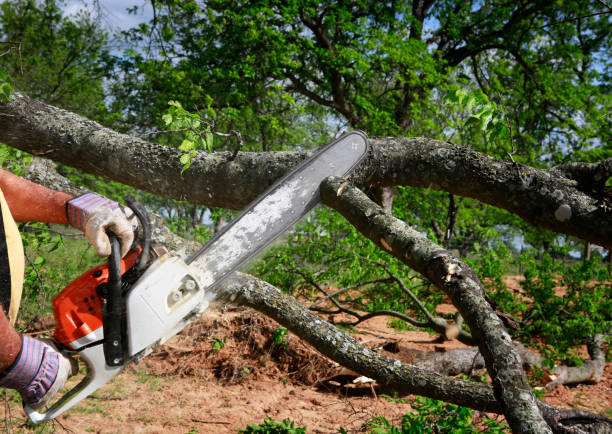 Best Tree Removal  in Cresskill, NJ